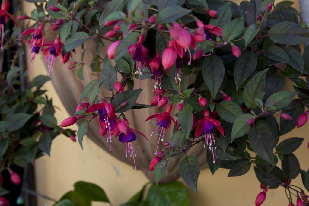 Apartment Terrace Jewel By Campo De Fiori Rome